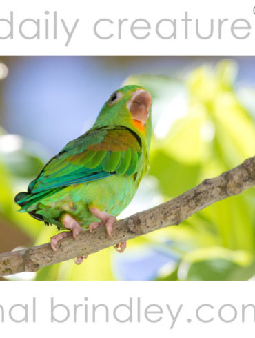 Orange-Chinned Parakeet (Brotogeris jugularis) Photographed next to Iguana Lodge, Puerto Jimenez, Osa Peninsula, Costa Rica.