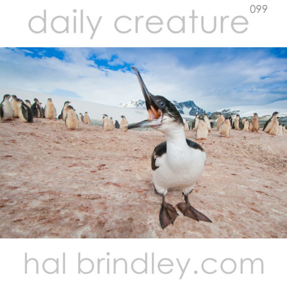 juvenile Imperial Shag aka Antarctic Cormorant. (Phalacrocorax atriceps) Photographed on Pleneau Island, Antarctic Peninsula, Antarctica