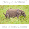 African Bush Elephant (Loxodonta africana) mother and calf in Kruger National Park, South Africa