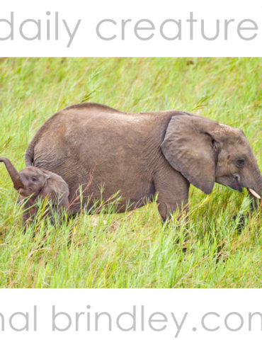 African Bush Elephant (Loxodonta africana) mother and calf in Kruger National Park, South Africa
