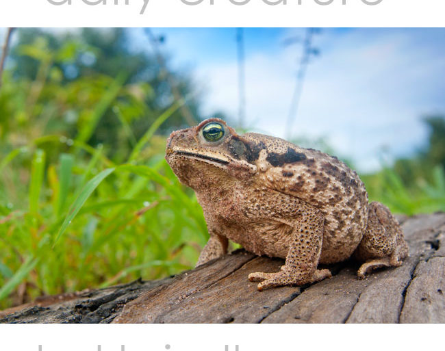 Cane Toad (Rhinella marina) Photographed in Palmital, Brazil.