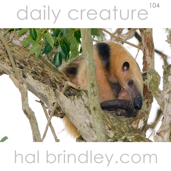 Southern Anteater (Tamandua tetradactyla) in defensive position