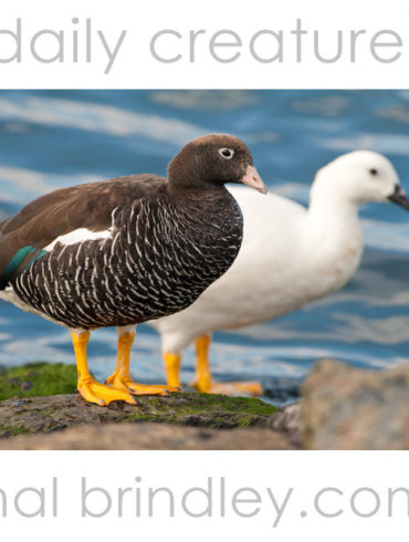 Female & Male Kelp Goose (Chloephaga hybrida) in Ushuaia, Argentina.
