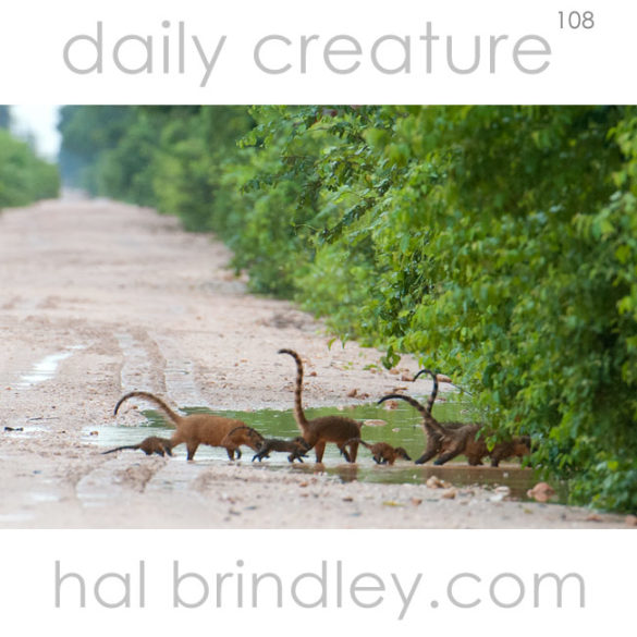 Family of South American Coatis (Nasua nasua) crossing the Transpantaneira in the Pantanal, Brazil.
