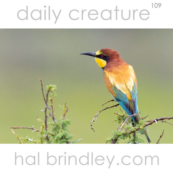European Bee-Eater (Merops apiaster) photographed in Etosha National Park, Namibia.