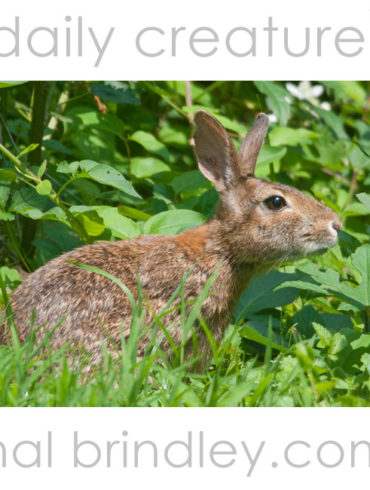 Eastern Cottontail (Sylvilagus floridanus) photographed in Asheville, North Carolina, USA