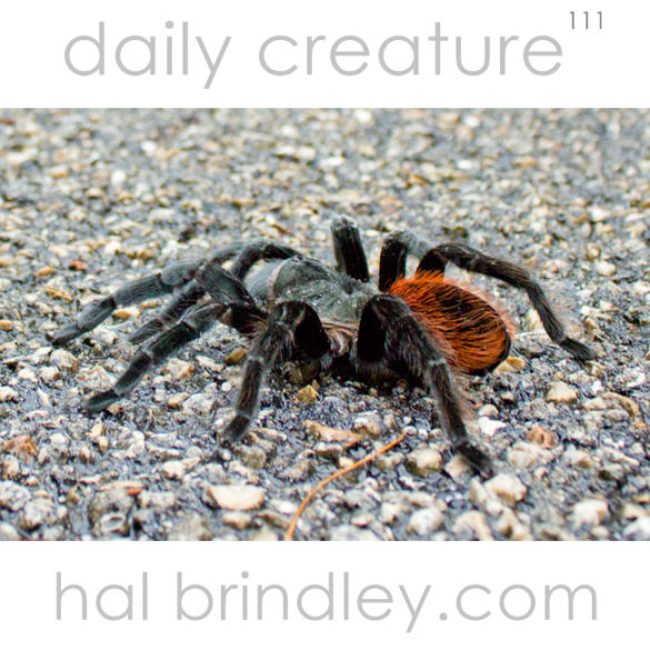 Mexican Red Rump Tarantula (Brachypelma vagans) crossing the road in the Calakmul Biosphere Reserve in the Yucatan Peninsula of Mexico.