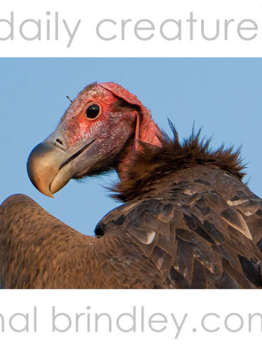 Lappet-Faced Vulture (Torgos tracheliotos) photographed in Chobe National Park, Botswana