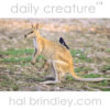 Agile Wallaby Macropus agilis with joey in pouch and bird on back. Kakadu National Park, Northern Territory, Australia.