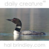 Common Loon (Gavia immer) photographed swimming in Duck Mountain Provincial Park, Manitoba, Canada.