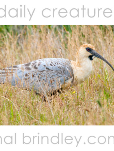 Black-faced Ibis (Theristicus melanopis) photographed in Torres del Paine National Park, Chile.