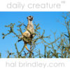 Meerkat (aka Suricate) (Suricata suricatta) standing lookout in a tree. Kgalagadi Transfrontier Park, Kalahari Desert, South Africa.