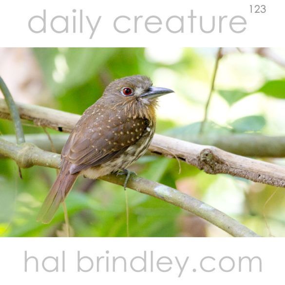 White-Whiskered Puffbird (Malacoptila panamensis) photographed in Corcovado National Park near Sirena Station. Osa Peninsula, Costa Rica.