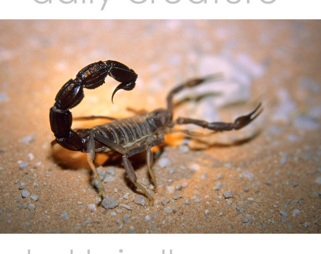 South African Fattail Scorpion (Parabuthus transvaalicus) photographed in the Twee Rivieren restaurant parking lot. Kgalagadi Transfrontier Park, South Africa.