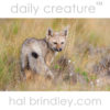 Chilla (aka South American Gray Fox) (Lycalopex griseus) photographed in Tierra del Fuego, Chile.