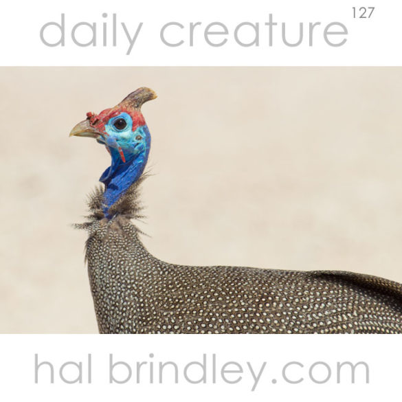 Helmeted Guineafowl (Numida meleagris) Photographed in Etosha National Park, Namibia