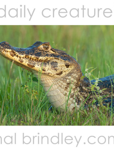 Yacare Caiman (Caiman yacare) photographed in the Pantanal, Brazil
