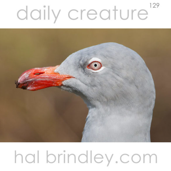 Dolphin Gull (Leucophaeus scoresbii) photographed in Ushuaia, Argentina.