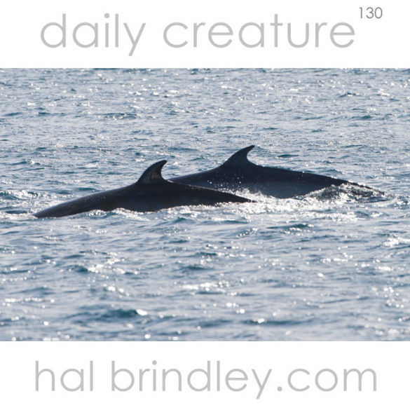 Anatarctic Minke Whale (Balaenoptera bonaerensis) Penola Strait, Antarctica.