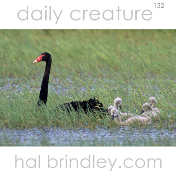 Black Swan (Cygnus atratus) with cygnets. Near Warrnambool, Victoria, Australia.