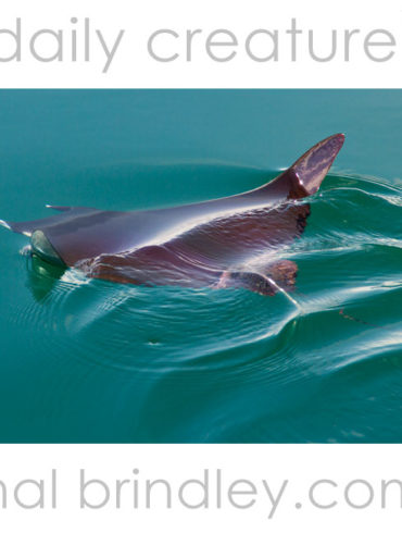 Reef Manta Ray (Manta alfredi) Photographed in the Golfo Dulce, Osa Peninsula, Costa Rica.