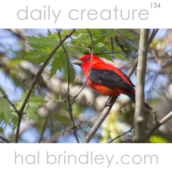 Scarlet Tanager (Piranga olivacea) male, photographed in Asheville, North Carolina, USA.