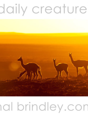 Guanaco (Lama guanicoe) silhouettes at sunset. Photographed in Tierra Del Fuego, Chile.