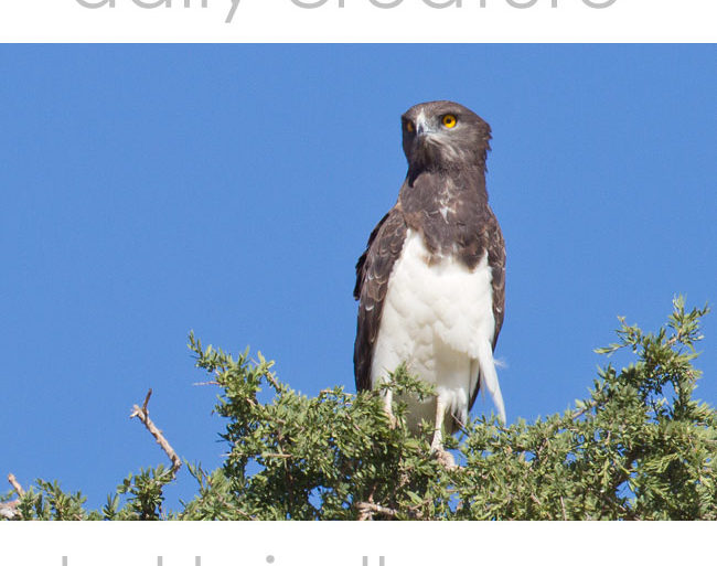 Black-chested Snake Eagle (Circaetus pectoralis) photographed in Kgalagadi Transfrontier Park, South Africa.