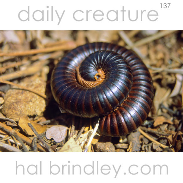 African Giant Millipede (Archispirostreptus gigas?) curled in defensive position in Kgalagadi Transfrontier Park, Kalahari Desert, South Africa
