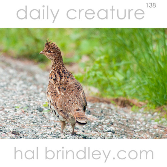 Ruffed Grouse (Bonasa umbellus) Cataloochee Valley, Smoky Mountain National Park, North Carolina, USA.