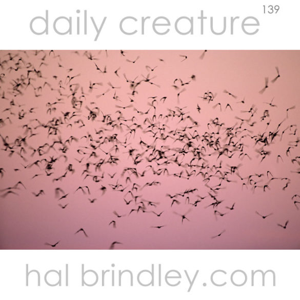 Mexican Free-tailed Bats (Tadarida brasiliensis) emerging from Carlsbad Caverns at sunset. Carlsbad, New Mexico, USA.