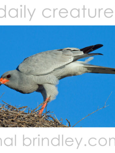 Southern Pale Chanting Goshawk (Melierax canorus) Kgalagadi Transfrontier Park, Kalahari Desert, South Africa.