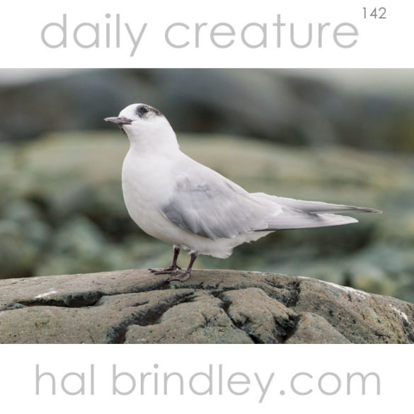 Arctic Tern (Sterna paradisaea) photographed in non-breeding plumage. Paradise Bay, Brown Base, Antarctica.