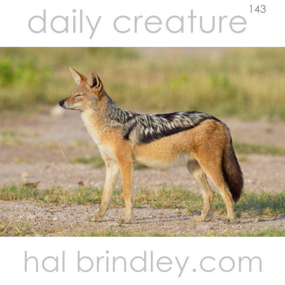 Black-Backed Jackal (Canis mesomelas) photographed in Etosha National Park, Namibia.