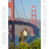 Red-Tailed Hawk (Buteo jamaicensis) photographed next to the Golden Gate Bridge in San Francisco, California, USA.