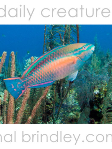 Striped Parrotfish (Scarus iserti) supermale, photographed at the "Mini Elbow" dive site, Turneffe Islands, Belize.