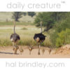 Ostrich family (Struthio camelus) male, female, and young, photographed in Kgalagadi Transfrontier Park, Kalahari Desert, South Africa.