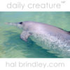 Indo-Pacific Bottlenose Dolphin (Tursiops aduncus) Monkey Mia Reserve, Shark Bay, Western Australia