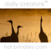 Sandhill Crane (Grus canadensis) silhouettes, photographed in Bosque del Apache National Wildlife Refuge, New Mexico, USA.