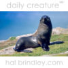 New Zealand Fur Seal (Arctocephalus forsteri) Otago Peninsula, South Island, New Zealand