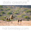 male Emu and juveniles (Dromias novaehollandiae) near Nanga, Shark Bay, Western Australia