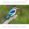 Woodland Kingfisher (Halcyon senegalensis) Kruger National Park, South Africa.