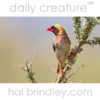 Red-billed Quelea (Quelea quelea) Kgalagadi Transfrontier Park, South Africa.