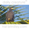 Common Black Hawk (Buteogallus anthracinus) photographed ain palm tree on Holbox Island, Yucatan Peninsula, Mexico.