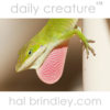 Green Anole (Anolis carolinensis) male with red dewlap extended. Salem, South Carolina, USA