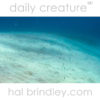 Brown Garden Eels (Heteroconger longissimus) Half Moon Wall, Lighthouse Reef, Belize.
