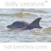 Common (Atlantic) Bottlenose Dolphin (Tursiops truncatus) Roanoke Sound, Manteo, North Carolina, USA.