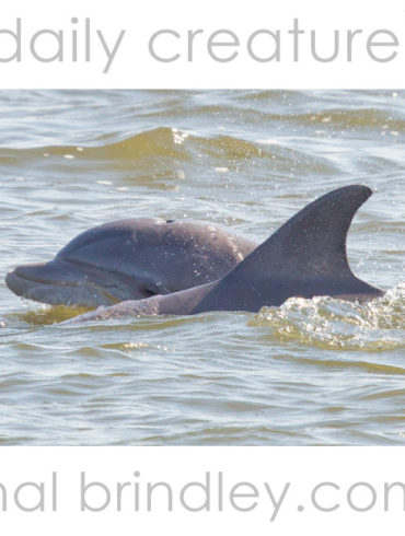 Common (Atlantic) Bottlenose Dolphin (Tursiops truncatus) Roanoke Sound, Manteo, North Carolina, USA.