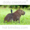 Capybara (Hydrochoerus hydrochaeris) with bird on back. Pantanal, Brazil