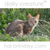 African Wildcat (Felis silvestris lybica) Paternoster, South Africa.